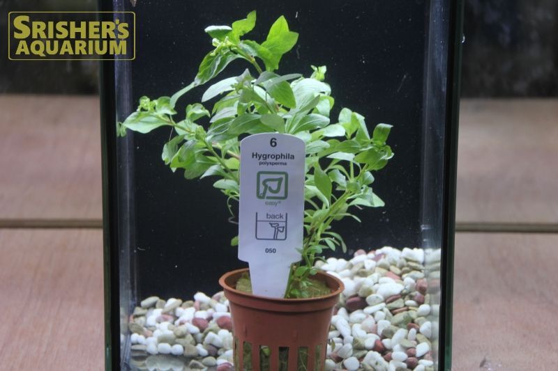 水草 ハイグロフィラ ポリスペルマ Tr １pot 水草 流木 Plants スリッシャーズ アクアリウム 熱帯魚通販 熱帯魚専門店