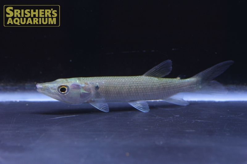 アフリカンパイクカラシン（M)｜中・大型カラシンの仲間 - Characin-｜スリッシャーズ アクアリウム