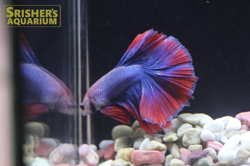 ベタ ハーフムーン オス N 3 ベタの仲間 Betta スリッシャーズ アクアリウム 熱帯魚通販 熱帯魚専門店