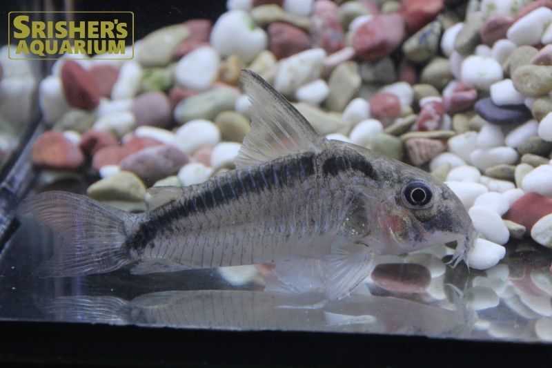 コリドラス ニューエヴェリナエ｜コリドラスの仲間 - Corydoras 