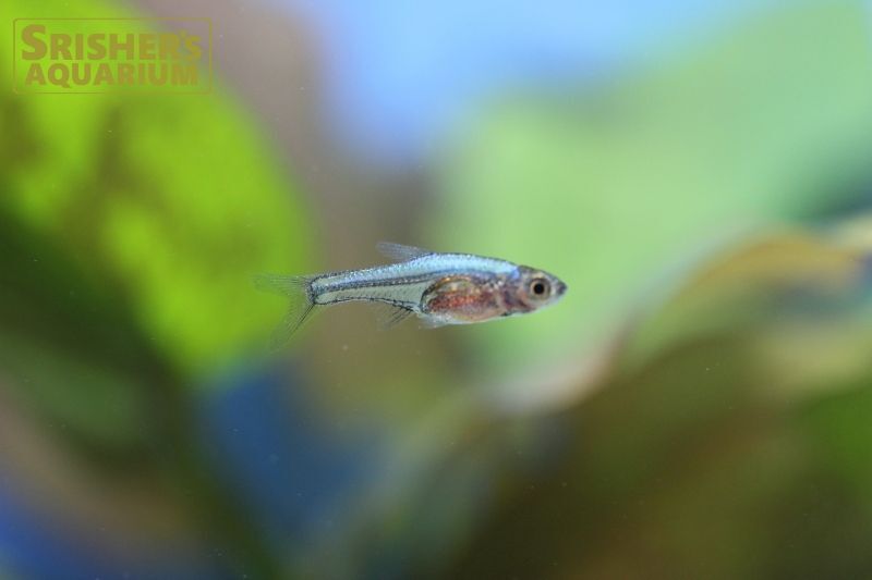 ラスボラ アクセルロディ ネオンブルー コイ ラスボラの仲間 Rasbora スリッシャーズ アクアリウム 熱帯魚通販 熱帯魚専門店