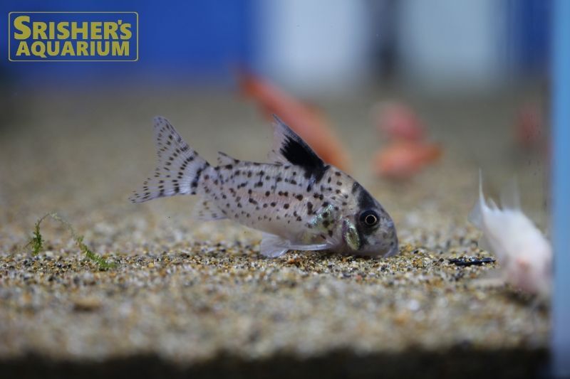 コリドラス レウコメラス ペルー コリドラスの仲間 Corydoras スリッシャーズ アクアリウム