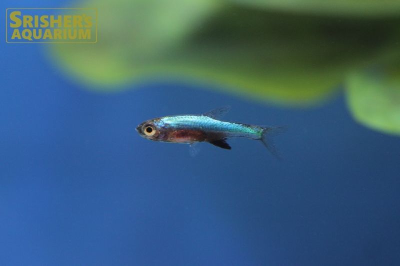 ラスボラ アクセルロディ ネオンブルー コイ ラスボラの仲間 Rasbora スリッシャーズ アクアリウム 熱帯魚通販 熱帯魚専門店