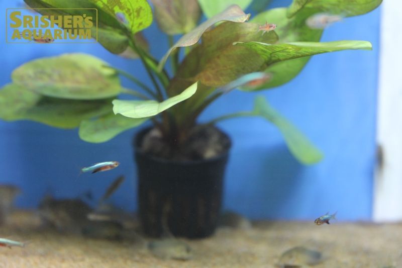 ラスボラ アクセルロディ ネオンブルー コイ ラスボラの仲間 Rasbora スリッシャーズ アクアリウム 熱帯魚通販 熱帯魚専門店