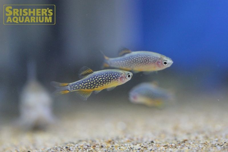 ミクロラスボラsp.ハナビ｜コイ・ラスボラの仲間 - Rasbora-｜スリッシャーズ アクアリウム