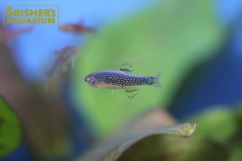 ミクロラスボラsp.ハナビ｜コイ・ラスボラの仲間 - Rasbora-｜スリッシャーズ アクアリウム