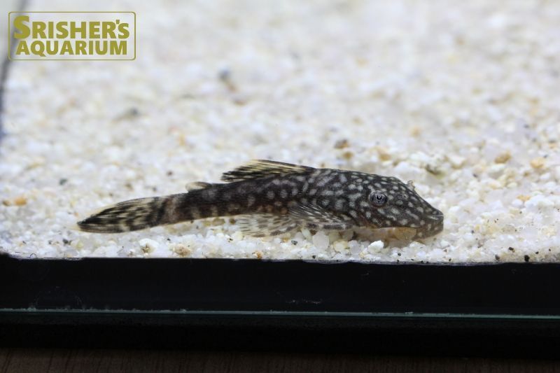 スポッテッドブッシー プレコの仲間 Plecostomus スリッシャーズ アクアリウム 熱帯魚通販 熱帯魚専門店