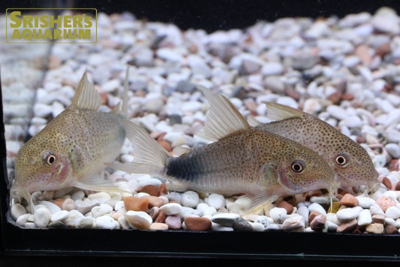 コリドラス シミリスv Wild コリドラスの仲間 Corydoras スリッシャーズ アクアリウム