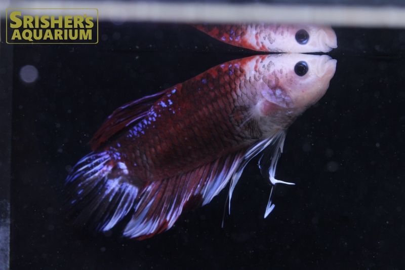 ジャイアントベタ ハーフムーンプラガット ベタの仲間 Betta スリッシャーズ アクアリウム 熱帯魚通販 熱帯魚専門店