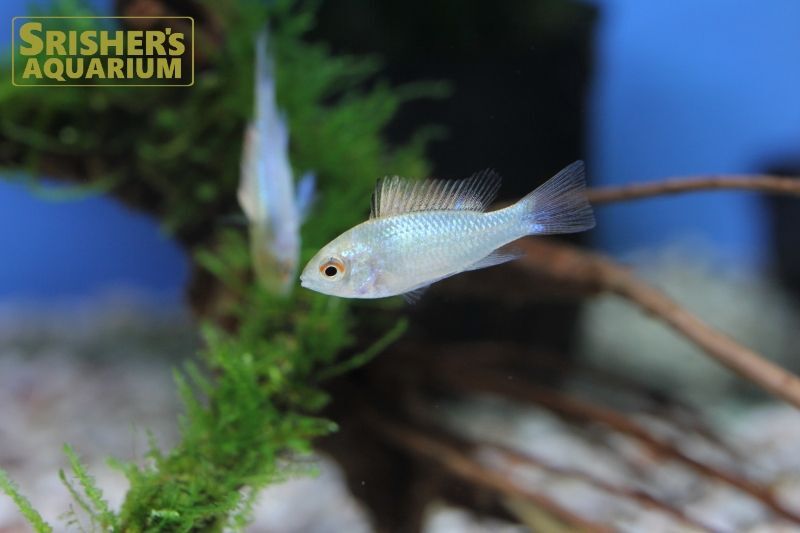 コバルトブルーラミレジィ シクリッドの仲間 Cichlid スリッシャーズ アクアリウム 熱帯魚通販 熱帯魚専門店