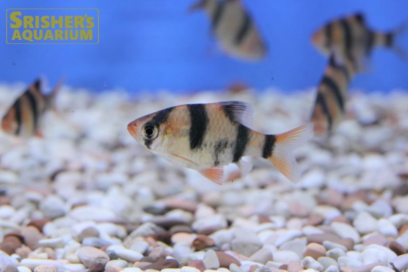 スマトラ コイ ラスボラの仲間 Rasbora スリッシャーズ アクアリウム