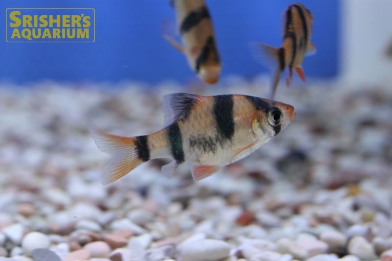 スマトラ コイ ラスボラの仲間 Rasbora スリッシャーズ アクアリウム