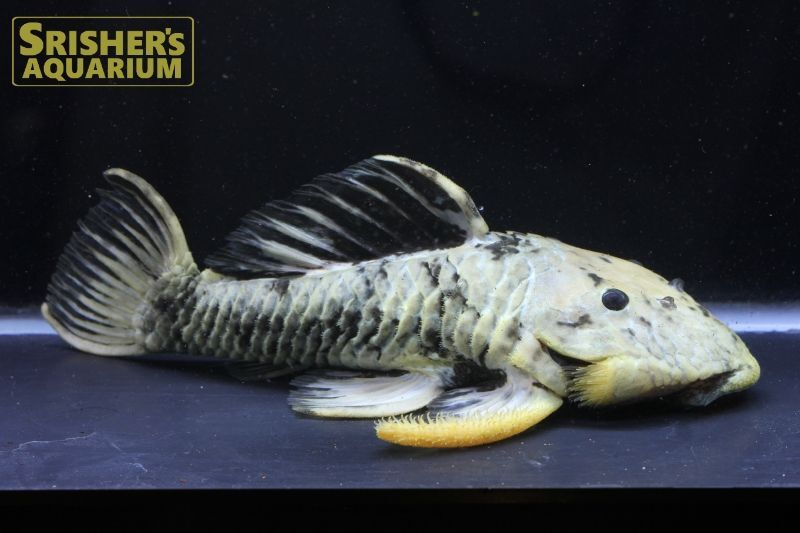 ゴールデンマーブルダルマプレコ｜プレコの仲間 - Plecostomus-｜スリッシャーズ アクアリウム