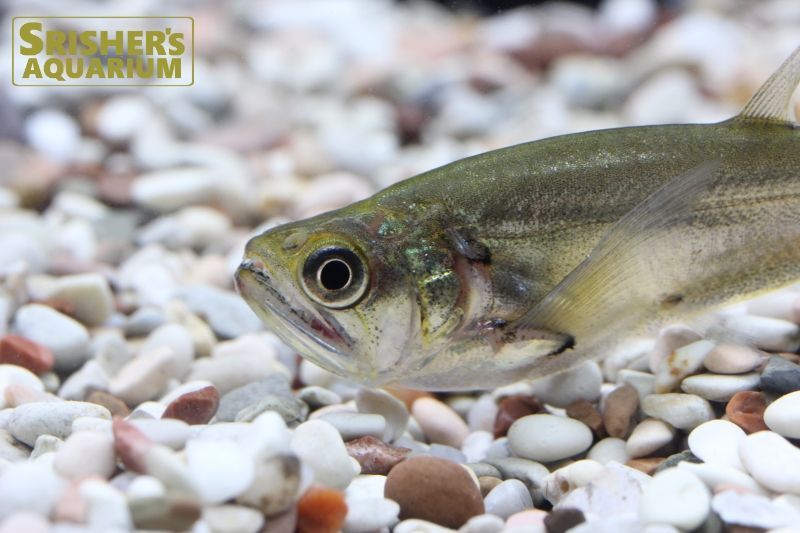 ペーシュカショーロ｜中・大型カラシンの仲間 - Characin-｜スリッシャーズ アクアリウム