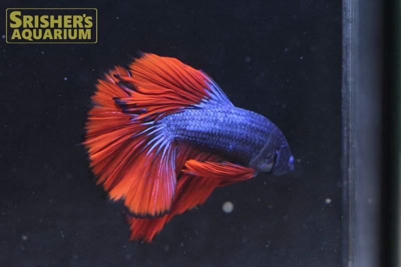 ベタ ハーフムーン ドラゴン オス N 3 ベタの仲間 Betta スリッシャーズ アクアリウム 熱帯魚通販 熱帯魚専門店