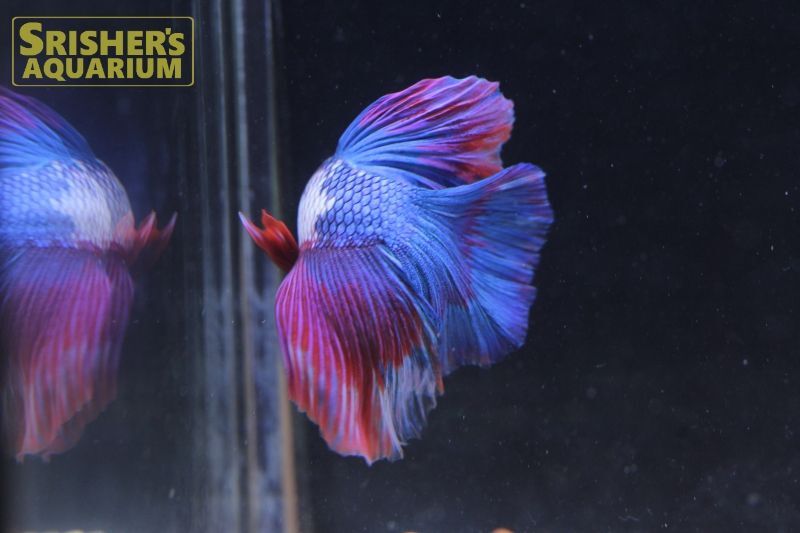 ベタ ハーフムーン ドラゴン オス N 2 ベタの仲間 Betta スリッシャーズ アクアリウム 熱帯魚通販 熱帯魚専門店