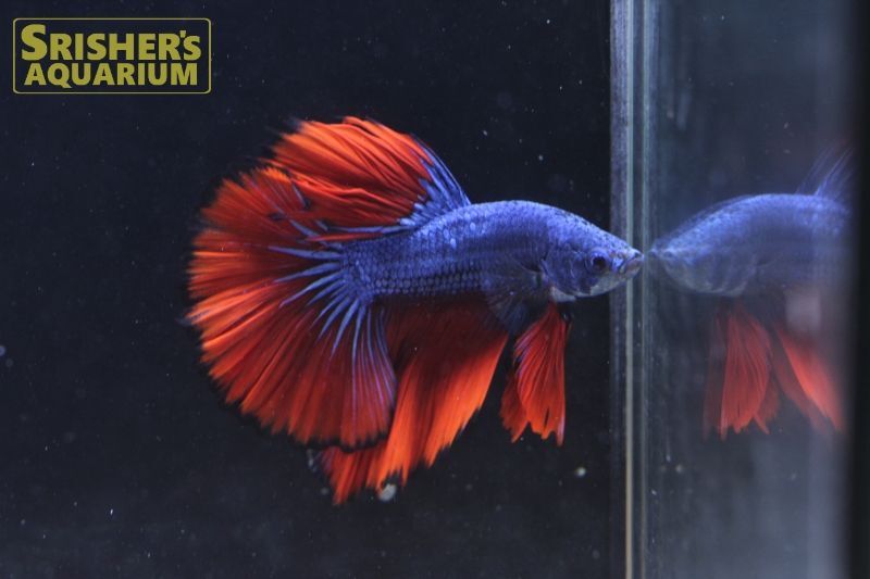 ベタ ハーフムーン ドラゴン オス N 3 ベタの仲間 Betta スリッシャーズ アクアリウム 熱帯魚通販 熱帯魚専門店