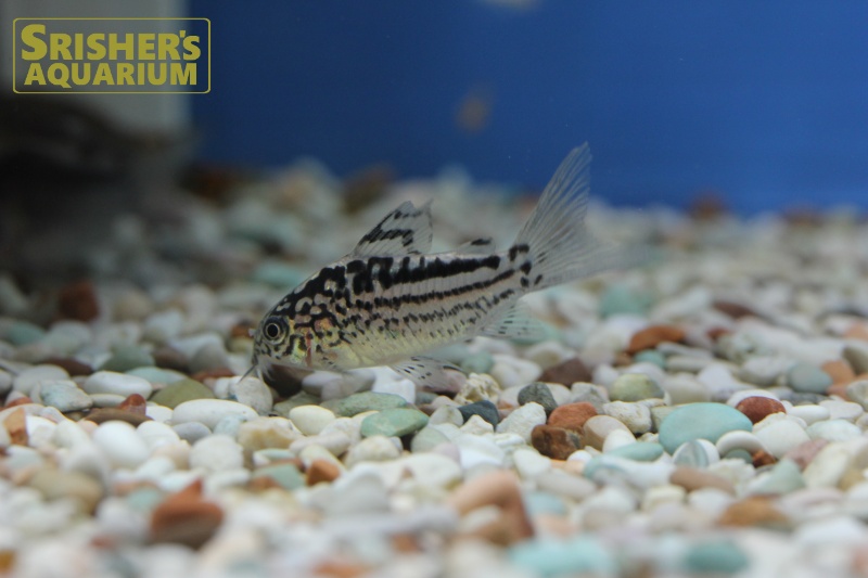 コリドラス エレガンス ペルー コリドラスの仲間 Corydoras スリッシャーズ アクアリウム