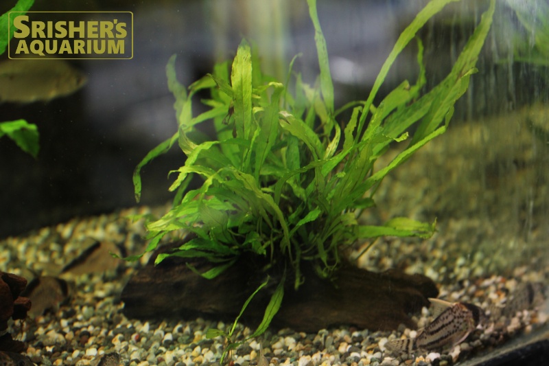 当社の ミクロソリウムナロー その他 水草 本ナローリーフ（水中葉 