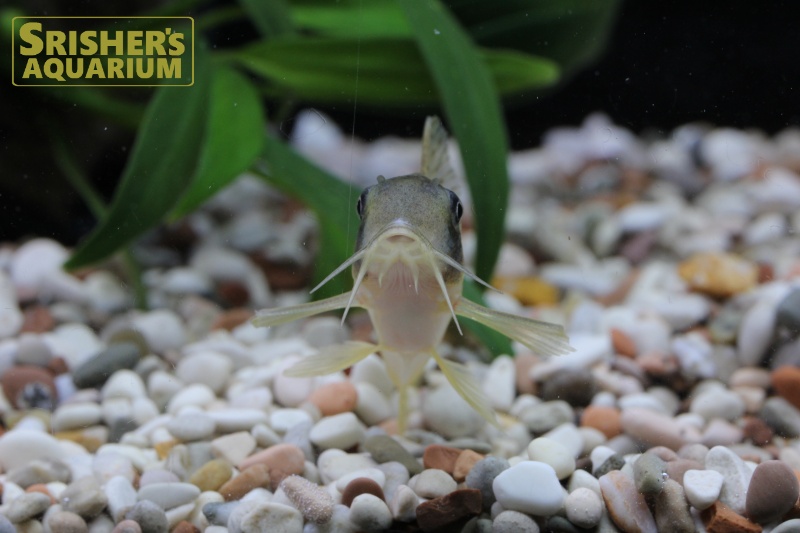 コリドラスsp アルア コリドラスの仲間 Corydoras スリッシャーズ アクアリウム