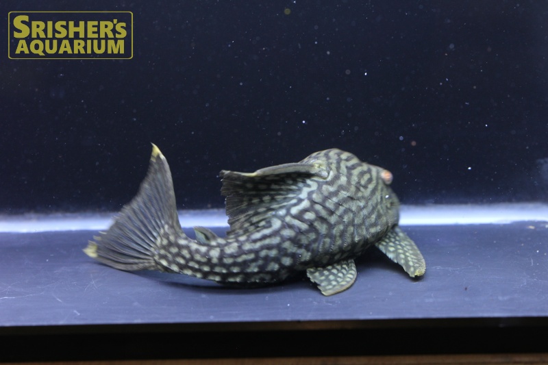 スポットロイヤルプレコ（1/4スポット） ｜プレコの仲間 - Plecostomus-｜スリッシャーズ アクアリウム