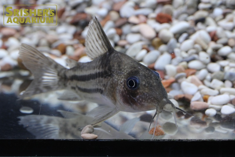 コリドラス スーパーアンチェスター WILD n-2｜コリドラスの仲間 - Corydoras-｜スリッシャーズ アクアリウム