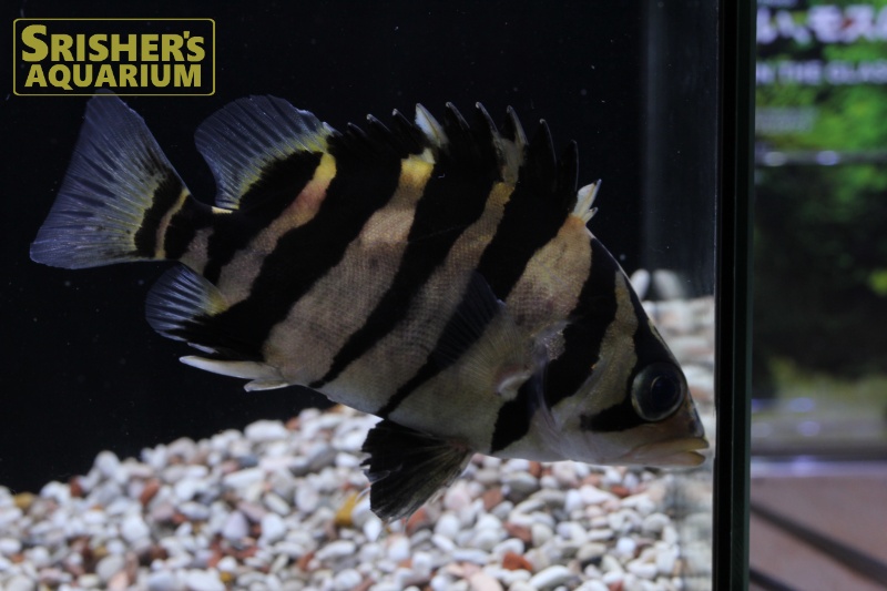 ダトニオ 30cmオーバー 熱帯魚 古代魚