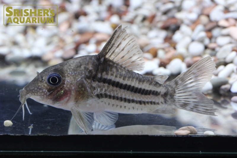 コリドラス スーパーアンチェスター WILD n-2｜コリドラスの仲間 - Corydoras-｜スリッシャーズ アクアリウム