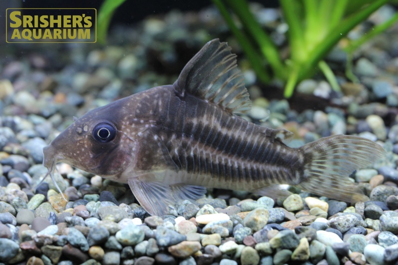 コリドラス スーパーアンチェスター WILD｜コリドラスの仲間 - Corydoras-｜スリッシャーズ アクアリウム