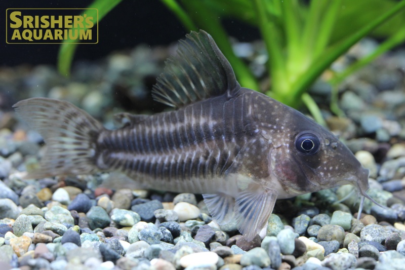 コリドラス スーパーアンチェスター WILD｜コリドラスの仲間 - Corydoras-｜スリッシャーズ アクアリウム