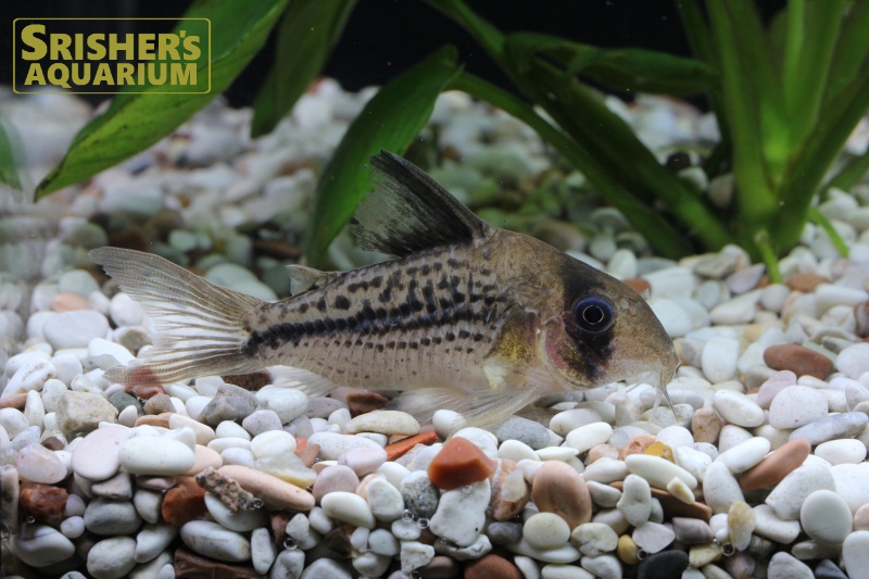 コリドラス デッケリー Ver 2 テンテンアクセルロディ コリドラスの仲間 Corydoras スリッシャーズ アクアリウム 熱帯魚通販 熱帯魚専門店