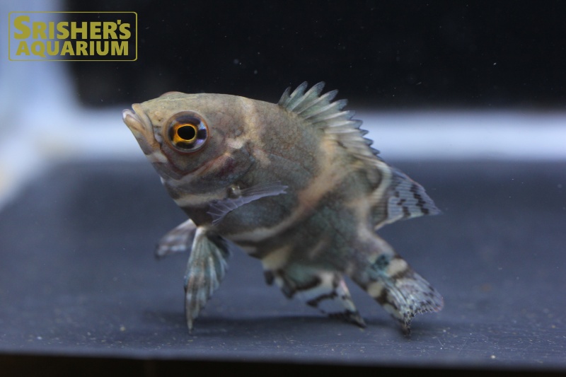 オスカー レッドベリー デメンデス WILD (Astronotus rubroocellatus)｜シクリッドの仲間 -  Cichlid-｜スリッシャーズ アクアリウム