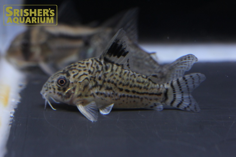 コリドラス ジュリー混じり ワイルド コリドラスの仲間 Corydoras スリッシャーズ アクアリウム