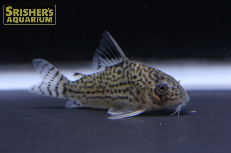 コリドラス ジュリー混じり ワイルド コリドラスの仲間 Corydoras スリッシャーズ アクアリウム