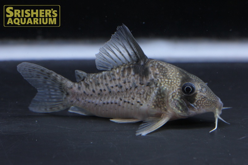 コリドラス アンチェスター WILD（セルパ） ｜コリドラスの仲間 - Corydoras-｜スリッシャーズ アクアリウム