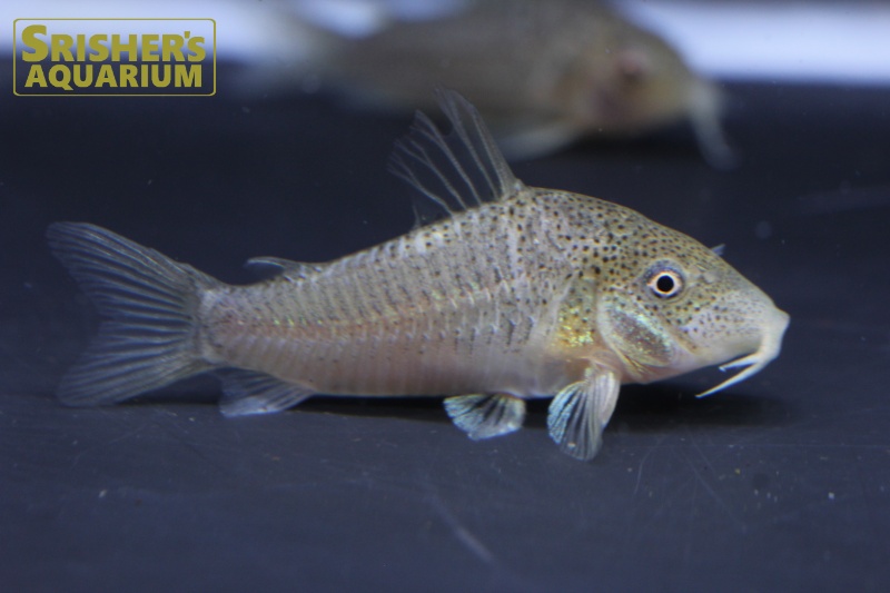 コリドラスＳＰ.アピアカ セミロングノーズ｜コリドラスの仲間 - Corydoras-｜スリッシャーズ アクアリウム