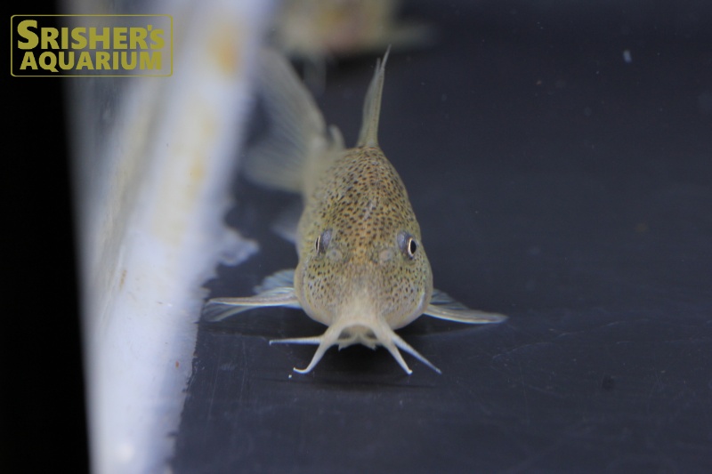 コリドラスＳＰ.アピアカ セミロングノーズ｜コリドラスの仲間 - Corydoras-｜スリッシャーズ アクアリウム