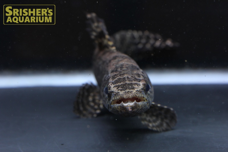 ブラックタライロン（オリノコ産）｜中・大型カラシンの仲間 - Characin-｜スリッシャーズ アクアリウム