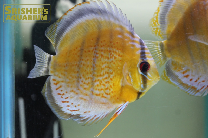 グリーンディスカス テフェ レッドスポット 赤目 WILD n-2｜シクリッドの仲間 - Cichlid-｜スリッシャーズ アクアリウム