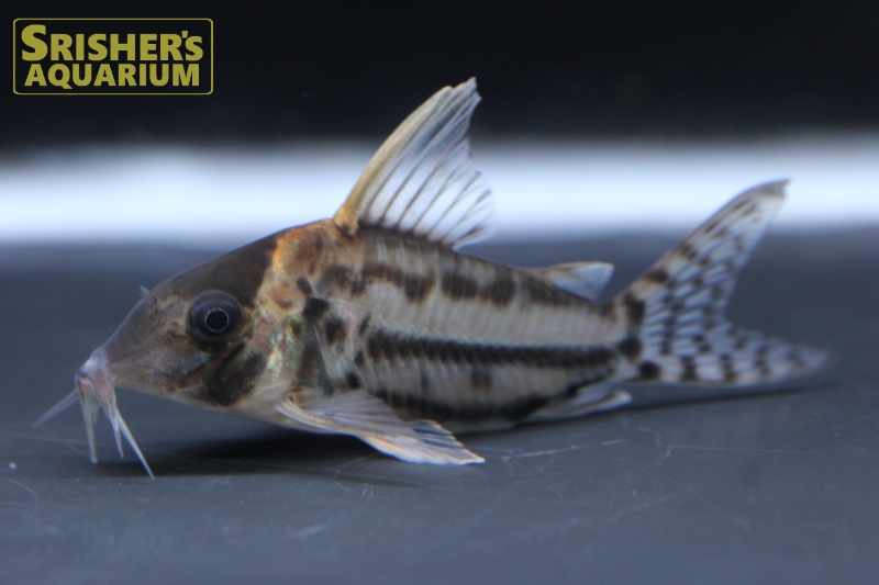 コリドラス スーパープルケール n-1｜コリドラスの仲間 - Corydoras-｜スリッシャーズ アクアリウム