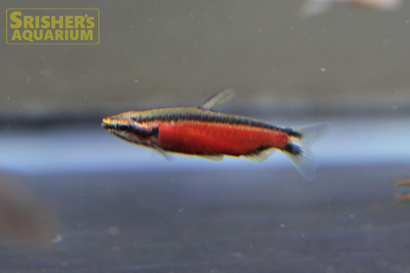 クリムゾンブラックペンシル｜小型カラシンの仲間 - Characin-｜スリッシャーズ アクアリウム