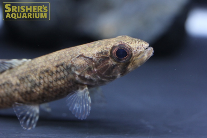 ブラックタライロン（タパジョス）｜中・大型カラシンの仲間 - Characin-｜スリッシャーズ アクアリウム