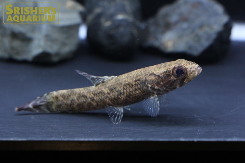 ブラックタライロン（タパジョス）｜中・大型カラシンの仲間 - Characin-｜スリッシャーズ アクアリウム