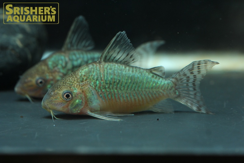 コリドラス ゲリィ (ペア)｜コリドラスの仲間 - Corydoras-｜スリッシャーズ アクアリウム