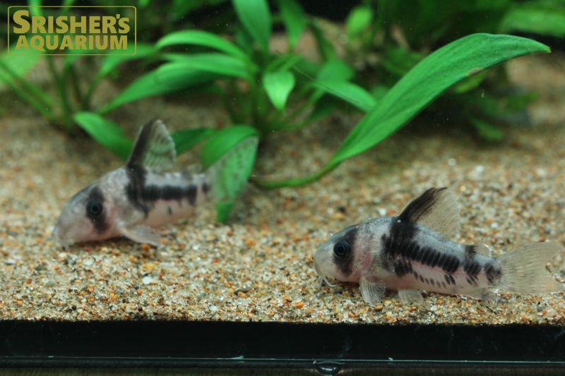 コリドラス スーパーアンチェスター（ブリード）｜コリドラスの仲間 - Corydoras-｜スリッシャーズ アクアリウム