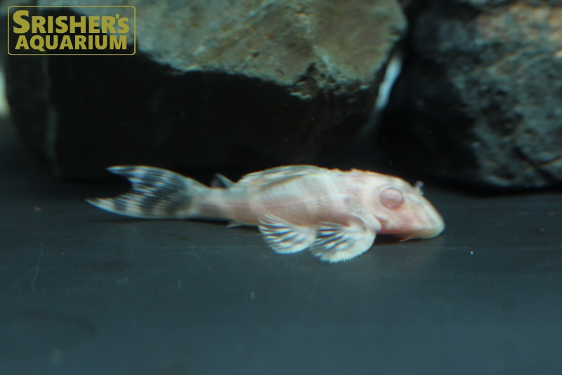 ニューキングロイヤルペコルティア アルビノ L333｜プレコの仲間 - Plecostomus-｜スリッシャーズ アクアリウム