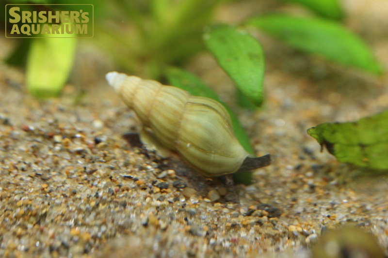 ゴールデンスネールキラースネール｜エビ・貝の仲間 - Shrimp & Snail-｜スリッシャーズ アクアリウム