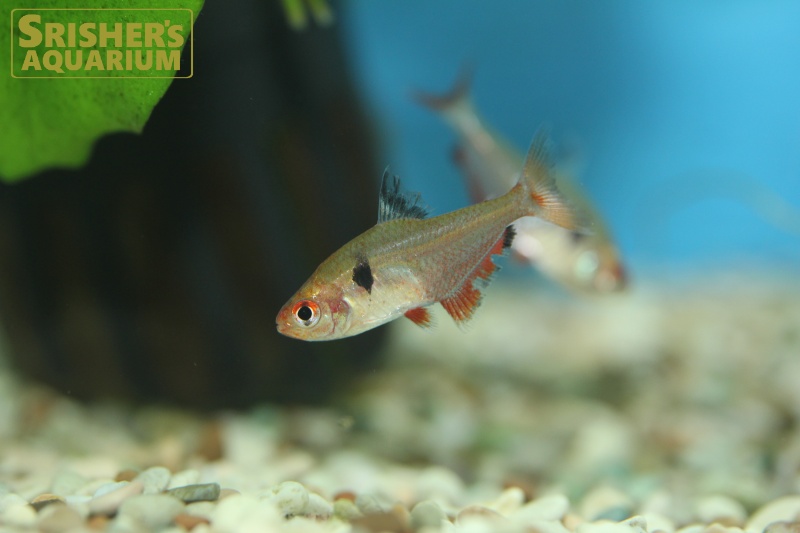 Amazon | (熱帯魚)サーペテトラ （約2-3cm）＜10匹＞[生体] | 観賞魚・水中生物 通販 - uniqueemployment.ca