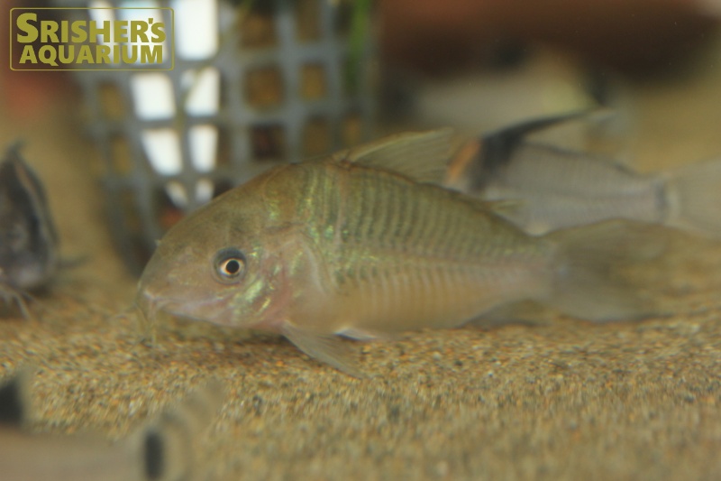 コリドラス ゲリィ（ペア）｜コリドラスの仲間 - Corydoras-｜スリッシャーズ アクアリウム