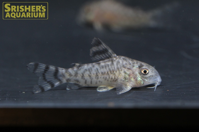 コリドラス ヒプノス WILD CW173 ｜コリドラスの仲間 - Corydoras-｜スリッシャーズ アクアリウム